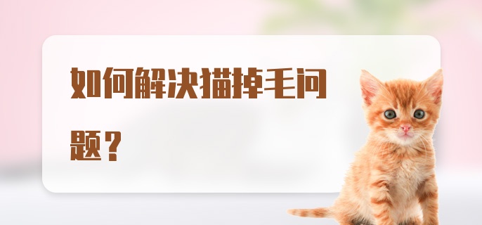 如何解决猫掉毛问题？