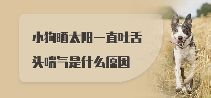 小狗晒太阳一直吐舌头喘气是什么原因