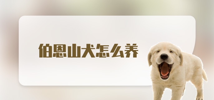 伯恩山犬怎么养