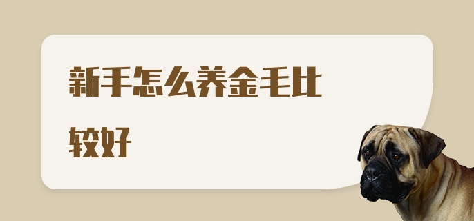 新手怎么养金毛比较好