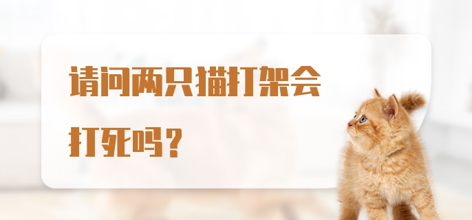 请问两只猫打架会打死吗？