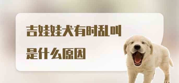 吉娃娃犬有时乱叫是什么原因