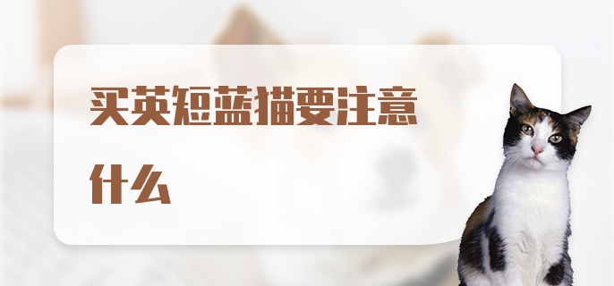 买英短蓝猫要注意什么