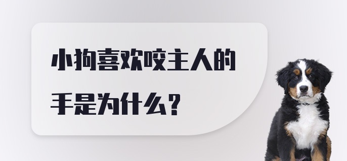 小狗喜欢咬主人的手是为什么？