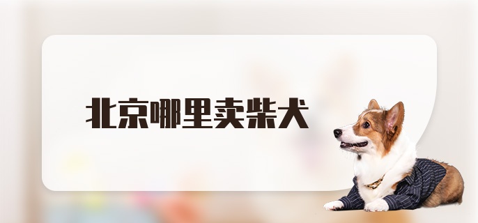 北京哪里卖柴犬