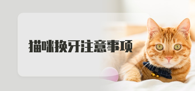 猫咪换牙注意事项