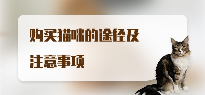 购买猫咪的途径及注意事项