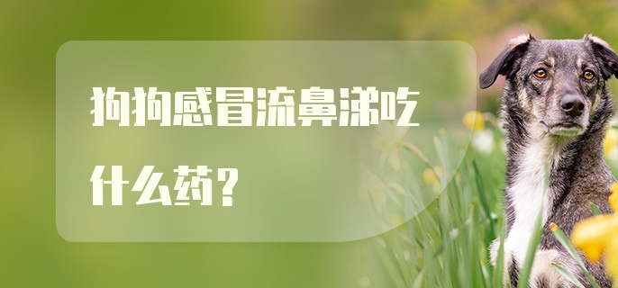 狗狗感冒流鼻涕吃什么药?