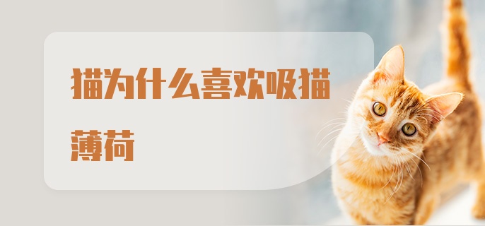 猫为什么喜欢吸猫薄荷