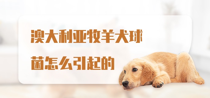 澳大利亚牧羊犬球菌怎么引起的