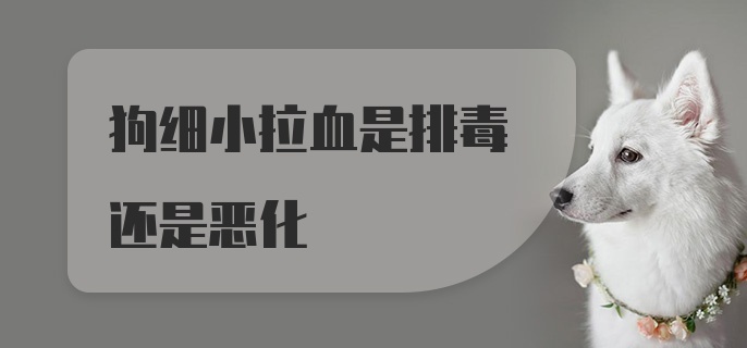 狗细小拉血是排毒还是恶化