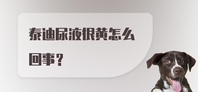 泰迪尿液很黄怎么回事？