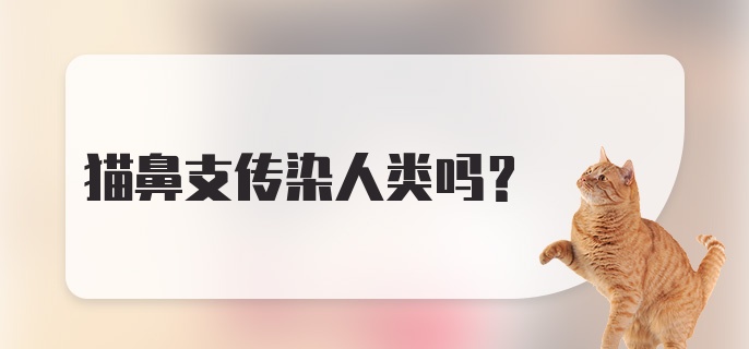 猫鼻支传染人类吗?