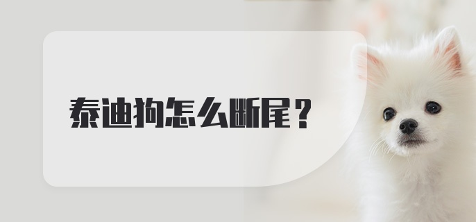 泰迪狗怎么断尾？