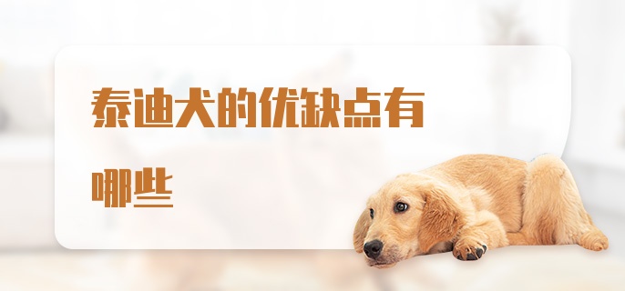 泰迪犬的优缺点有哪些