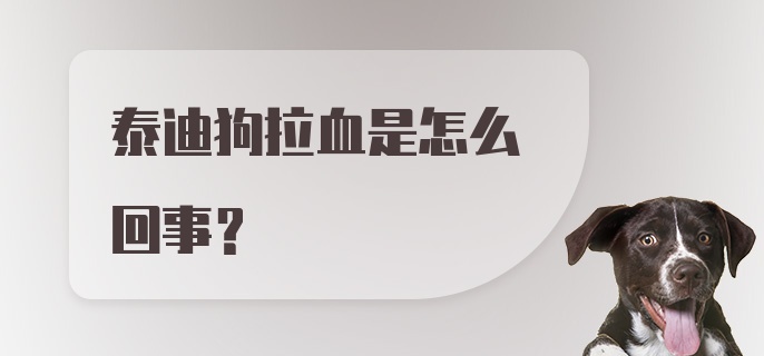 泰迪狗拉血是怎么回事？