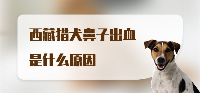 西藏猎犬鼻子出血是什么原因