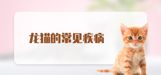 龙猫的常见疾病