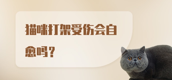 猫咪打架受伤会自愈吗？