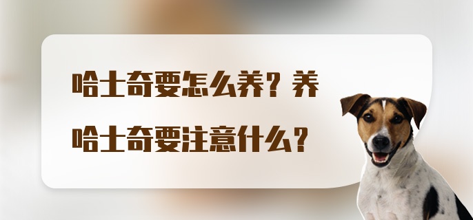 哈士奇要怎么养?养哈士奇要注意什么?