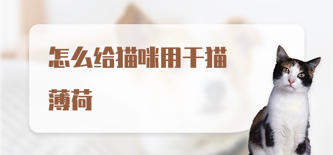 怎么给猫咪用干猫薄荷