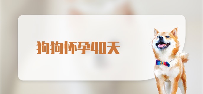 狗狗怀孕40天