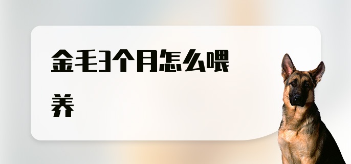 金毛3个月怎么喂养