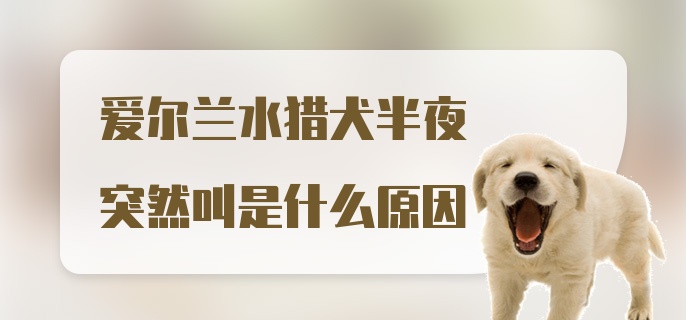 爱尔兰水猎犬半夜突然叫是什么原因