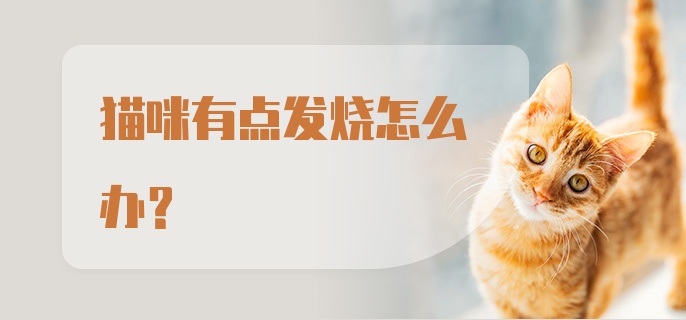 猫咪有点发烧怎么办？