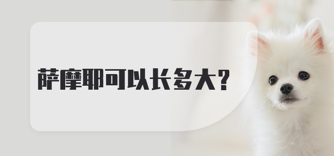 萨摩耶可以长多大？