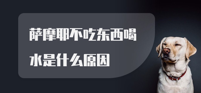 萨摩耶不吃东西喝水是什么原因