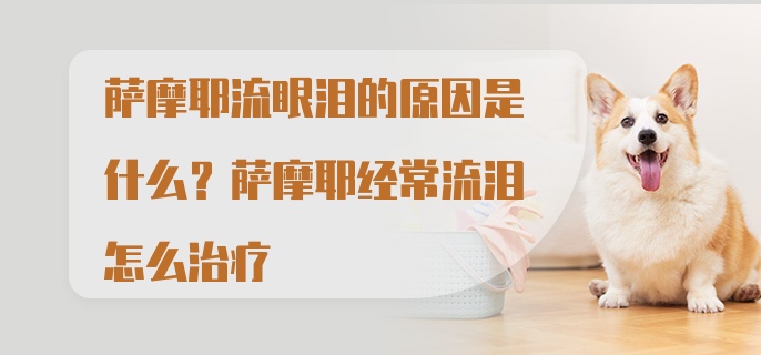 萨摩耶流眼泪的原因是什么?萨摩耶经常流泪怎么治疗