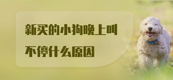 新买的小狗晚上叫不停什么原因