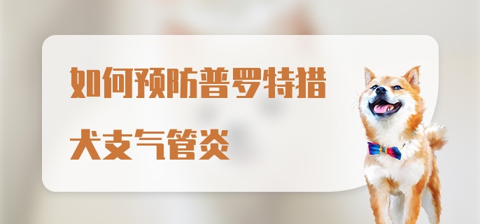 如何预防普罗特猎犬支气管炎