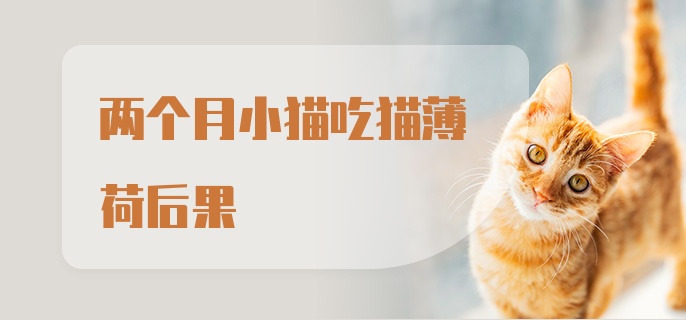 两个月小猫吃猫薄荷后果