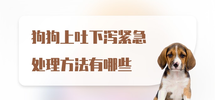 狗狗上吐下泻紧急处理方法有哪些