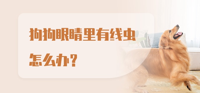 狗狗眼睛里有线虫怎么办?