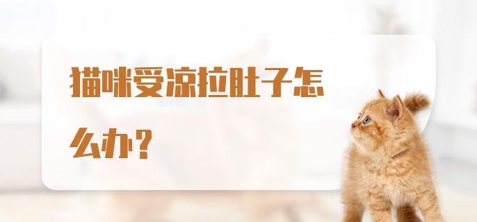 猫咪受凉拉肚子怎么办？