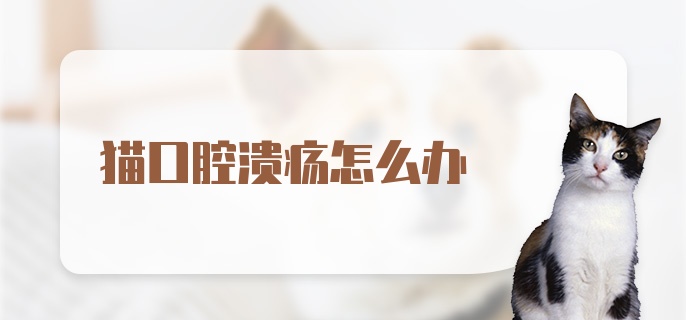 猫口腔溃疡怎么办