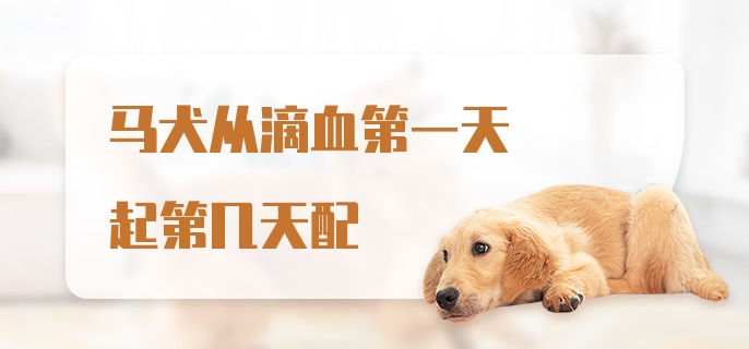 马犬从滴血第一天起第几天配