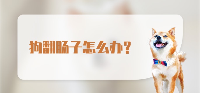 狗翻肠子怎么办?