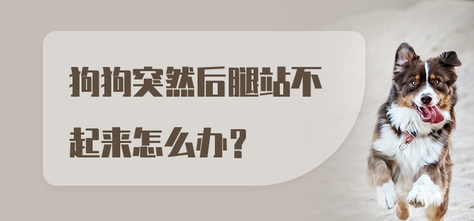 狗狗突然后腿站不起来怎么办？