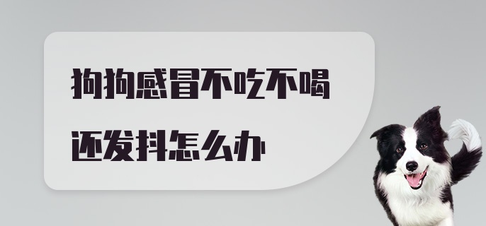 狗狗感冒不吃不喝还发抖怎么办