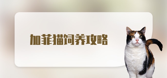 加菲猫饲养攻略