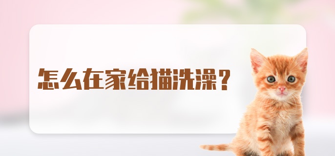 怎么在家给猫洗澡？