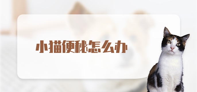 小猫便秘怎么办