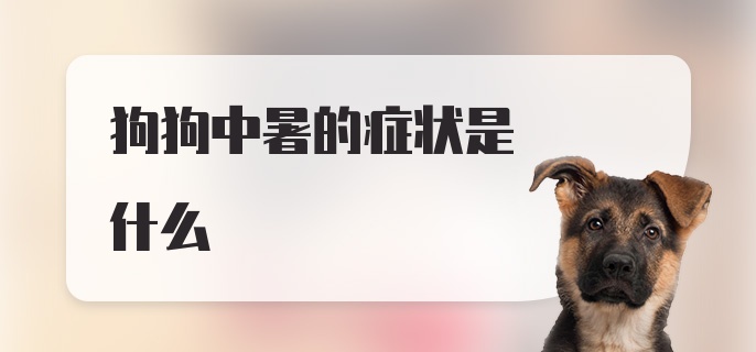 狗狗中暑的症状是什么