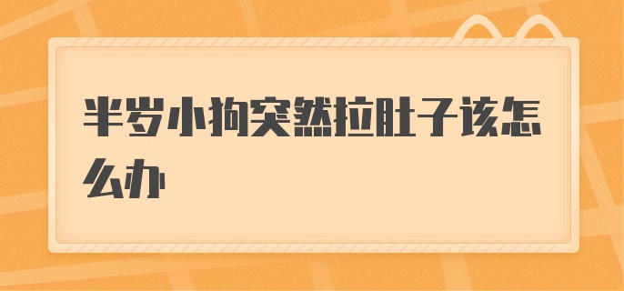 半岁小狗突然拉肚子该怎么办