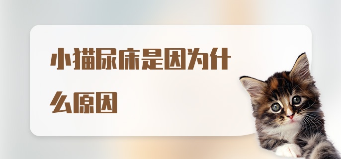 小猫尿床是因为什么原因