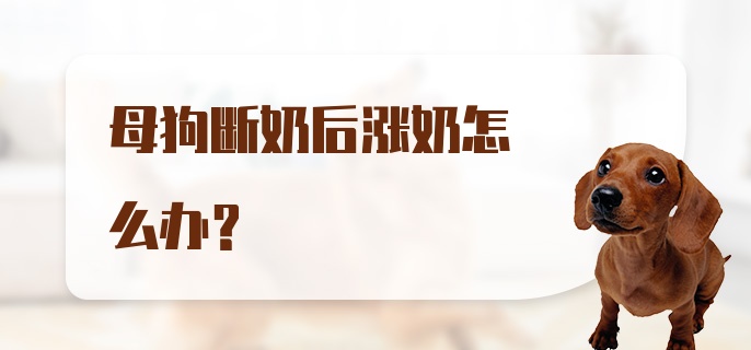 母狗断奶后涨奶怎么办？